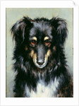 A Black and Tan Collie, 1890 by Robert Morley