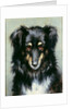 A Black and Tan Collie, 1890 by Robert Morley