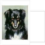 A Black and Tan Collie, 1890 by Robert Morley