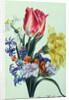 Spring Flowers, 1815 by Anne Hooke