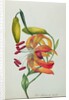 Tiger Lily by Mrs Frederick Hill