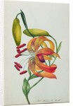 Tiger Lily by Mrs Frederick Hill