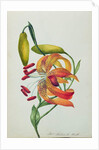 Tiger Lily by Mrs Frederick Hill