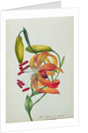 Tiger Lily by Mrs Frederick Hill
