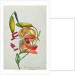 Tiger Lily by Mrs Frederick Hill