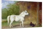A Shetland pony and a King Charles spaniel by Martin Theodore Ward