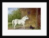 A Shetland pony and a King Charles spaniel by Martin Theodore Ward