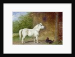 A Shetland pony and a King Charles spaniel by Martin Theodore Ward