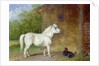 A Shetland pony and a King Charles spaniel by Martin Theodore Ward