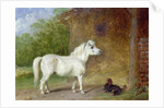 A Shetland pony and a King Charles spaniel by Martin Theodore Ward