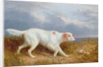 A Setter on the Moor by Philip Reinagle