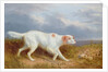 A Setter on the Moor by Philip Reinagle