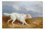 A Setter on the Moor by Philip Reinagle