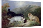 Terriers Rabbiting by George Armfield