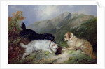 Terriers Rabbiting by George Armfield