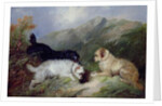 Terriers Rabbiting by George Armfield