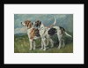Pair of Foxhounds, 1900 by John Emms