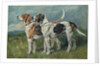 Pair of Foxhounds, 1900 by John Emms