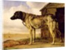 Dog on a Chain, 1653-4 by Paulus Potter