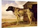 Dog on a Chain, 1653-4 by Paulus Potter