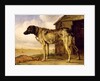 Dog on a Chain, 1653-4 by Paulus Potter