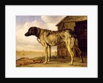 Dog on a Chain, 1653-4 by Paulus Potter