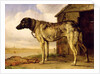 Dog on a Chain, 1653-4 by Paulus Potter