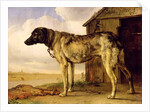 Dog on a Chain, 1653-4 by Paulus Potter