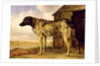 Dog on a Chain, 1653-4 by Paulus Potter