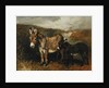 Donkeys out on the Moor, c.1890 by John Emms