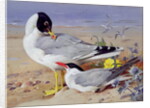 Black headed gulls, by Archibald Thorburn