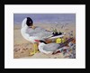 Black headed gulls, by Archibald Thorburn