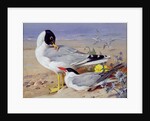 Black headed gulls, by Archibald Thorburn