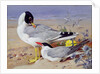 Black headed gulls, by Archibald Thorburn