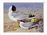 Black headed gulls, by Archibald Thorburn