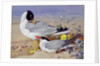 Black headed gulls, by Archibald Thorburn