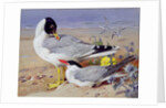 Black headed gulls, by Archibald Thorburn
