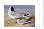 Black headed gulls, by Archibald Thorburn