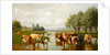 Cattle in a Water Meadow near Thanington, Kent, 1901 by William Sidney Cooper