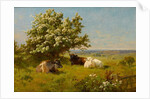 Cows in a Meadow, 1899 by Charles Collins