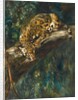 A Panther on a Branch by Cuthbert Edmund Swan
