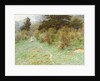Primroses on a Surrey Heath by Helen Allingham