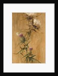 Butterfly on Thistle Heads by Edwin John Alexander