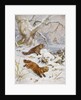 Wolverines in the Snow by August Specht