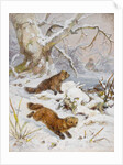 Wolverines in the Snow by August Specht
