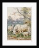 Park Cattle by August Specht
