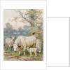 Park Cattle by August Specht