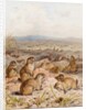 Marmots at their Burrows by August Specht