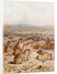 Marmots at their Burrows by August Specht