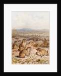Marmots at their Burrows by August Specht
